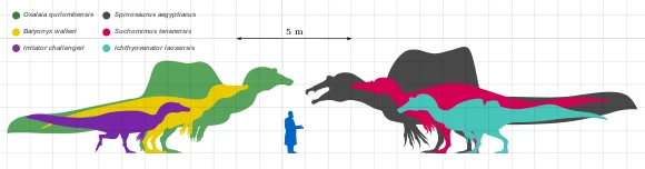 Spinosaurid Comparison Chart